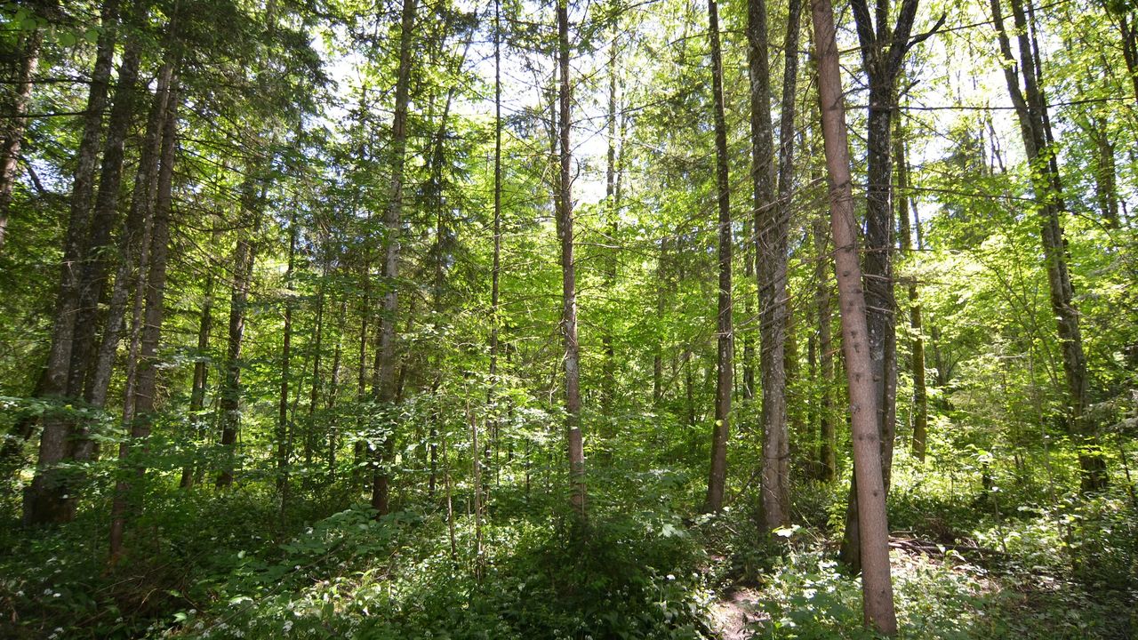 AreaSummer1KM AreaSummer1KM